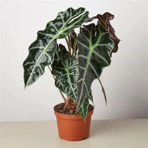 Alocasia Polly African Mask Care Guide Fig Freya Plant Shop