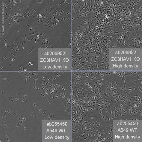 人zc3hav1 Zinc Finger Antiviral蛋白 Knockout A549 Cell Line Ab266952