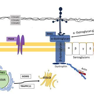 Schematic Representation Of The Dystrophin Glycoprotein Complex Cdgp