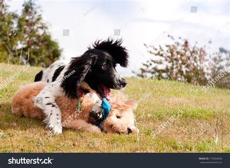 9 Bison Frise Dog Images, Stock Photos & Vectors | Shutterstock