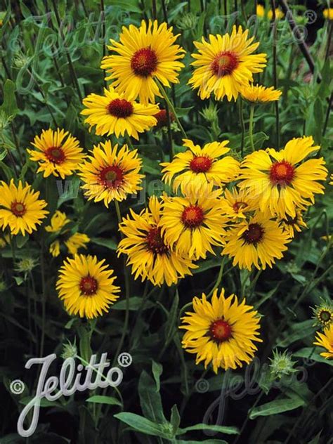 Gaillardia Seeds 10 Gaillardias Perennial Flower Seeds