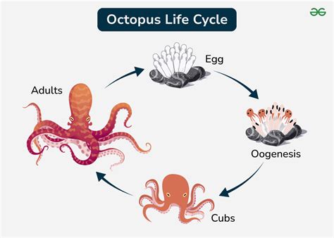 Octopus Life Cycle Stages Diagram Characteristics Geeksforgeeks