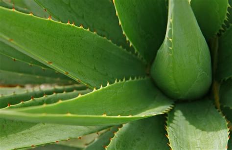 Aloe Vera Come Risolvere Il Problema Delle Foglie Secche Poche Mosse