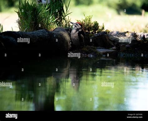 Great spotted woodpecker Stock Photo - Alamy