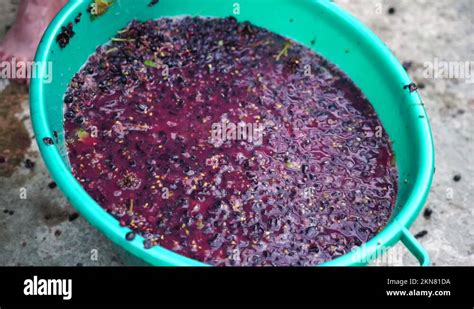 Grape Treading Or Grape Stomping In Traditional Winemaking Senior