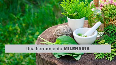 C Mo Utilizaban Los Ancestros Las Plantas Medicinales