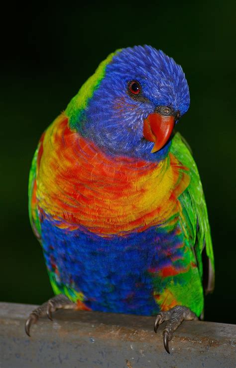 Mobile Rainbow Parrot Wallpapers - Wallpaper Cave