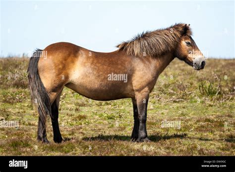 Full Profile Of An Exmoor Pony Standing Proud On A Windswept Spring Day