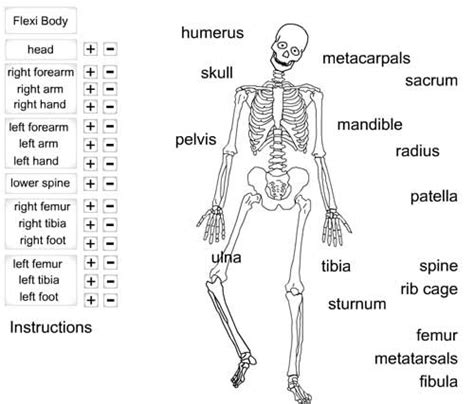 Science Bones Worksheet