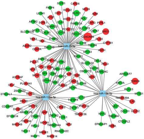 Frontiers Micrornamessenger Rna Regulatory Network Mediates