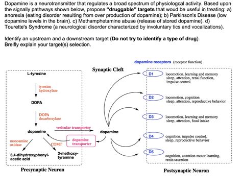 Solved Dopamine Is A Neurotransmitter That Regulates A Broad Spectrum