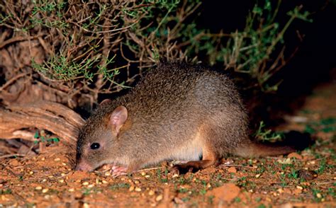 Let's Draw Endangered Species! : ): Gilbert’s Potoroo