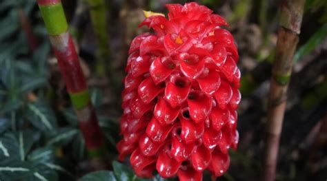 13 Varieties of Flowering Ginger for Your Garden