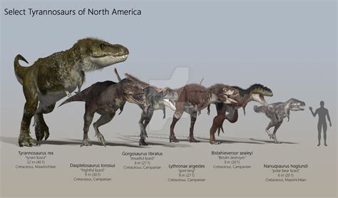 Select North American Tyrannosaurs By Paleoguy On Deviantart