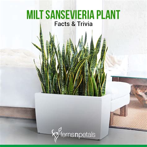 Mother In Law S Tongue MILT Sansevieria Plant Facts Trivia