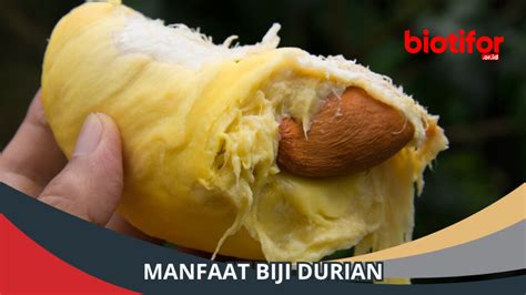 Manfaat Luar Biasa Biji Durian Bagi Kesehatan Biotifor