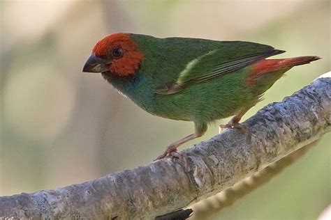 Red Headed Parrotfinch Erythrura Cyaneovirens Pet Birds Wild Birds