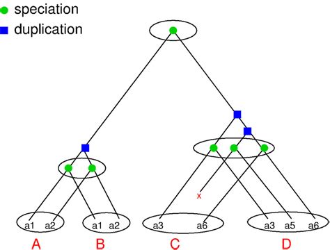 The Reconciled Tree The Gene Tree Embedded In The Species Tree Each