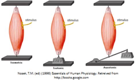 The Ins And Outs Of Muscle Contractions Aurora Scientific