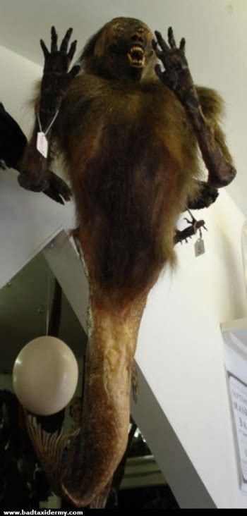 Shamefully Ugly Bad Taxidermy Part II CVLT Nation