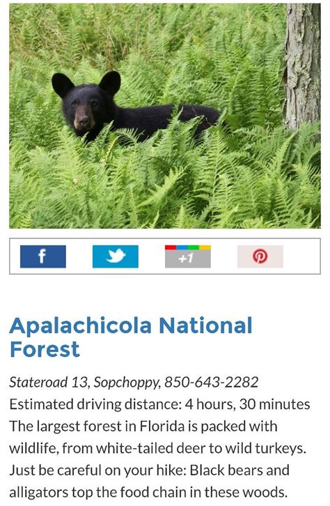 Apalachicola national forest | Apalachicola national forest, Wildlife ...