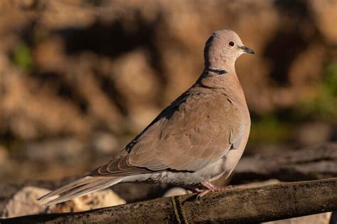 Paloma De Collar Euroasi Tico Streptopelia Decaocto M Laga Espa A