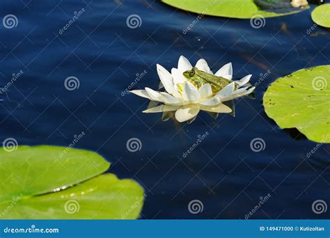 Lotus Flower With A Frog Stock Photo Image Of Breathtaking 149471000