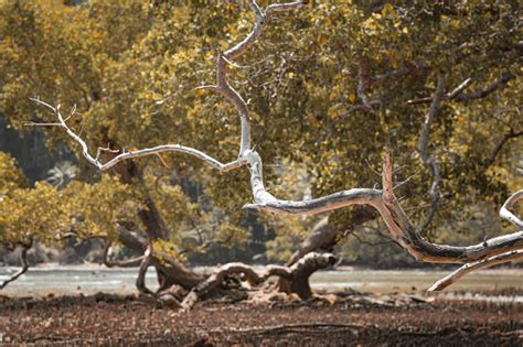 Dry Twigs Of Mangrove Trees With A Background Of Yellowing And Falling