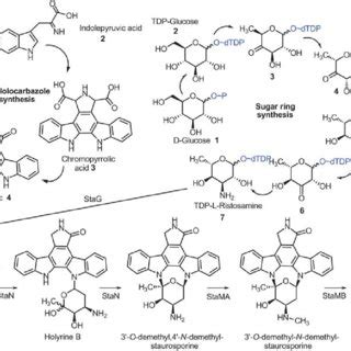 Biosynthetic Pathway Of Staurosporine In Streptomyces Sp Tp A