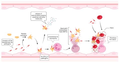 IJMS Free Full Text Blood Platelets In Infection The Multiple