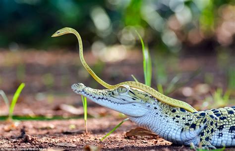 Caring Crocodile Gives A Snake A Lift Through The Indonesian Jungle