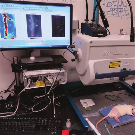 experimental setup of laser Doppler flowmetry before exposure ...