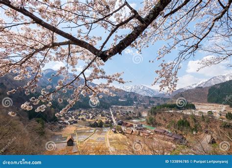 Aerial View of Shirakawa-go Village with Full Bloom Cherry Blossom ...