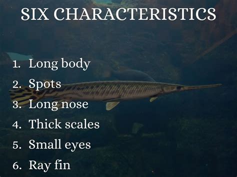 Long nose Gar Fish by Anthony Claudio