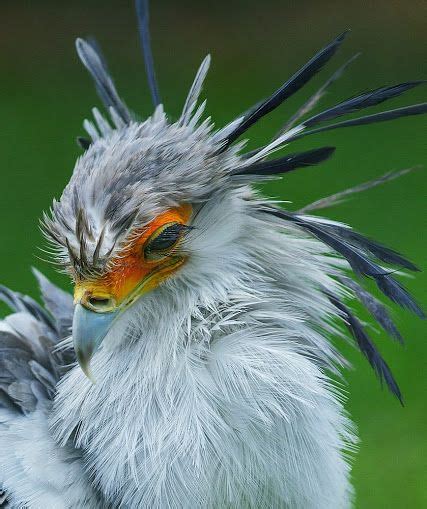 Secretarybird The Secretary Bird Or Secretary Bird Sagittarius