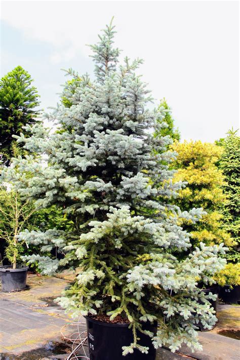 Buy Picea Pungens Baby Blue Eyes Colorado Spruce Conifer Kingdom