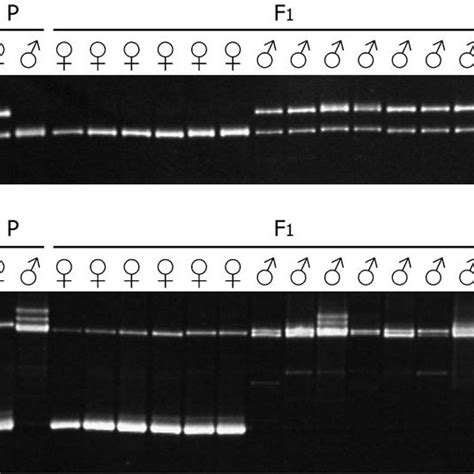 Sex Linkage Analysis Of Est Markers Electrophoretic Patterns Of U77376