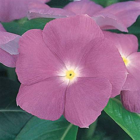 Vinca Victory Lavender Seeds Pack Of 30 Seeds Imported