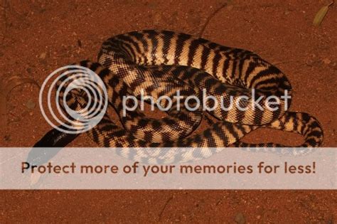 pilbara trip aussie pythons snakes forum