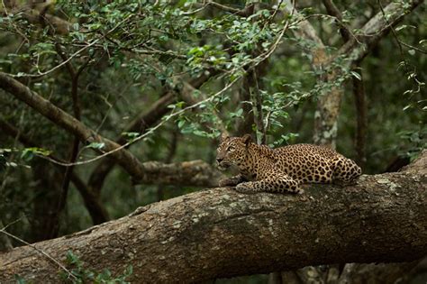 Picture of the Day: The Sri Lankan Leopard » TwistedSifter