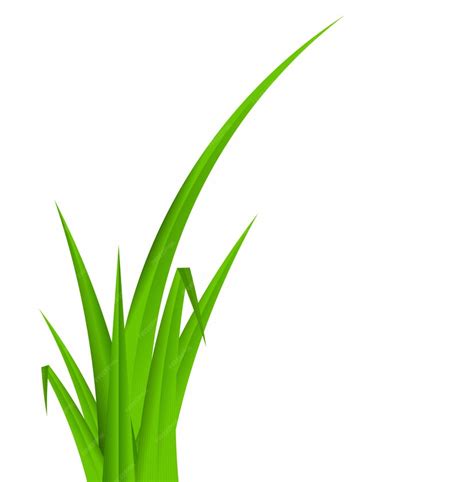 Premium Vector Grass Field Illustration