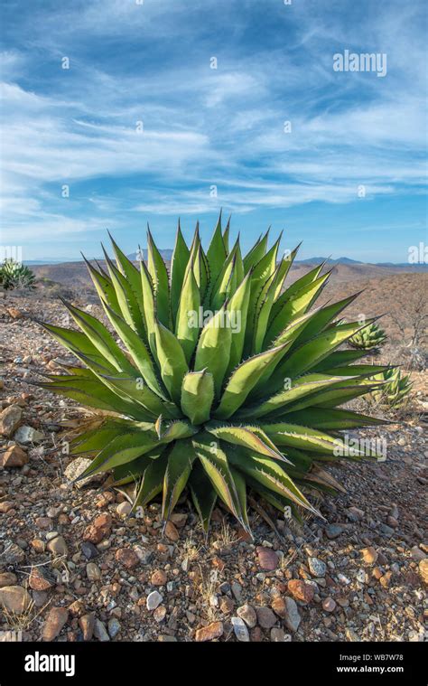 Mexican Flora And Cactus In The Mexican Desert Of The Baja California