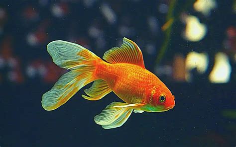 How To Breed Fantail Goldfish Proven Tips For Success