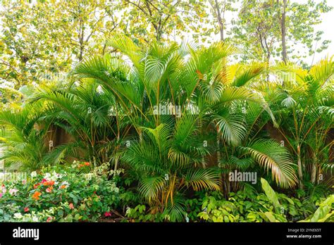 areca palm trees tropical gardens  luxuriant dypsis lutescens