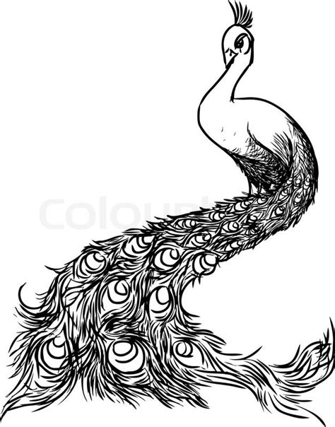 Browse And Download Free Clipart By Tag Peacock On Clipartmag