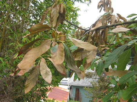 What Causes Avocado Tree Leaves To Turn Brown Prakdi