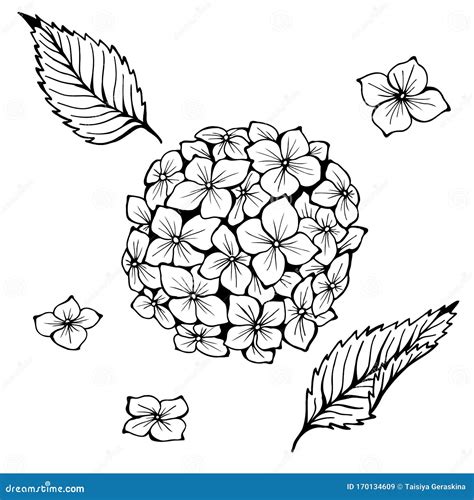 Hydrangea Hand Drawn Vector Illustration Monochrome Black And White