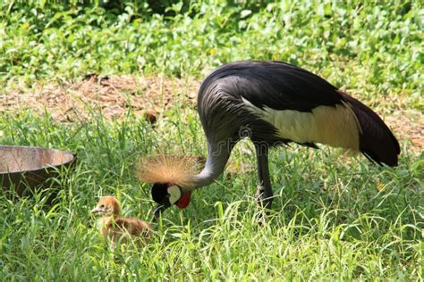 Crested crane and baby stock photo. Image of crane, balearica - 49240708