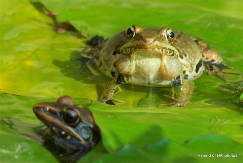 Photographic Wildlife Stories In UK Hong Kong Frog Looking For Love