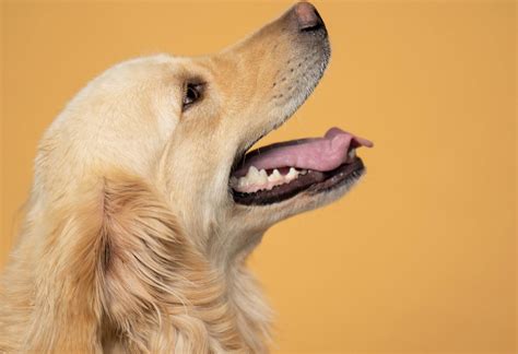 Guía definitiva cuidado del pelo Golden Retriever Golden Can